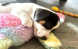 Jack Russell dogs for sale: Beautiful short legged Jack Russell babies  - Image 2