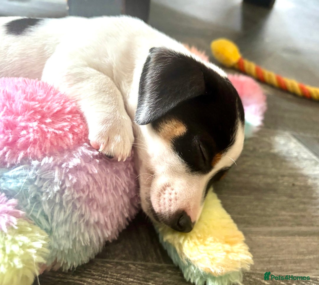 Jack Russell dogs for sale: Beautiful short legged Jack Russell babies  - Image 2