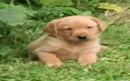 Labrador Retriever dogs for sale: Labrador pups for sale  - Image 5
