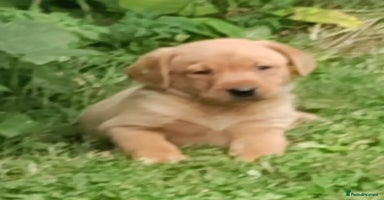Labrador Retriever dogs - Advert 14