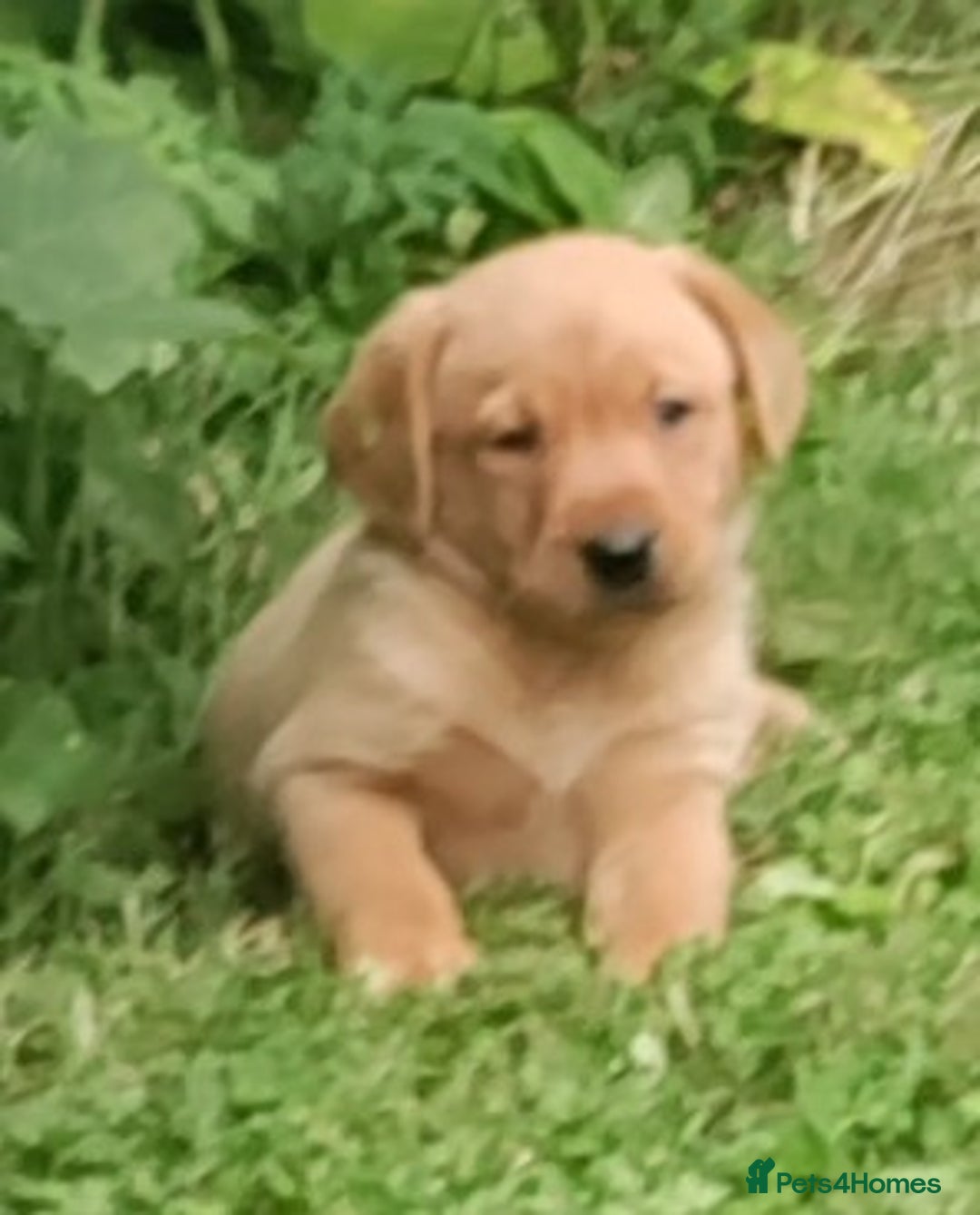 Labrador Retriever dogs for sale: Labrador pups for sale  - Image 5
