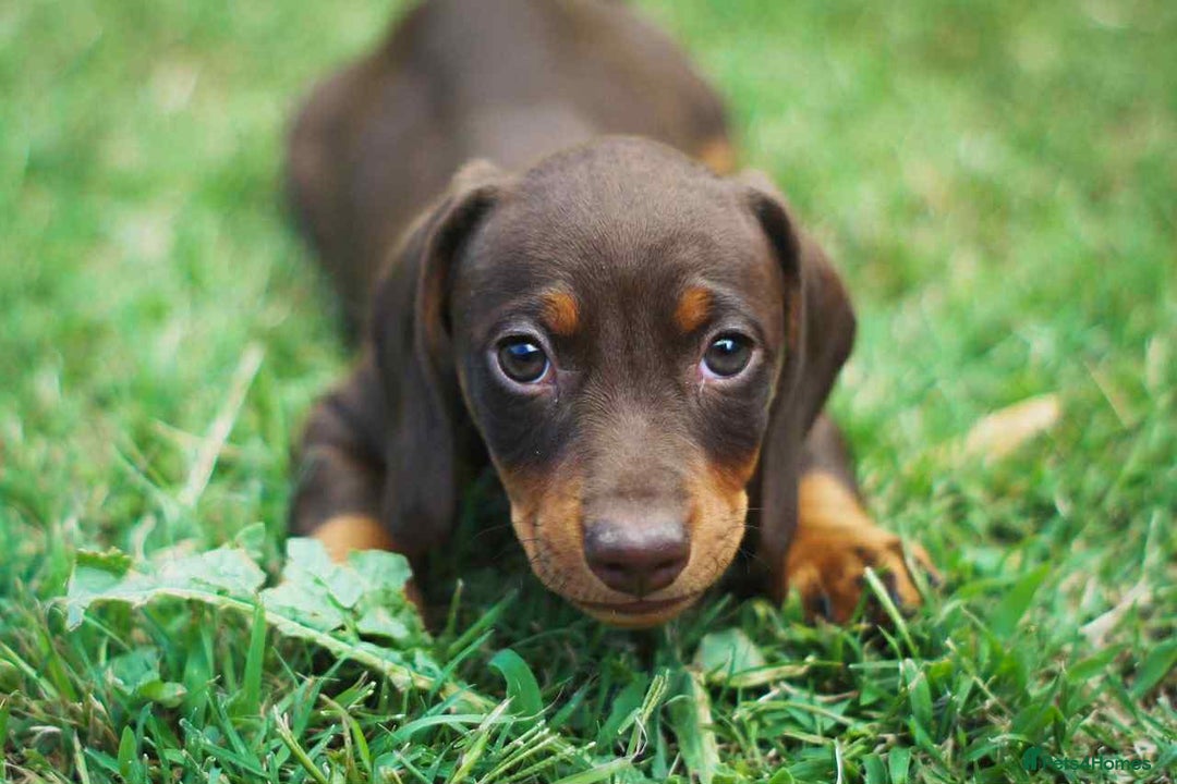 Miniature Dachshund dogs for sale: Miniature Dachshund  - Image 2