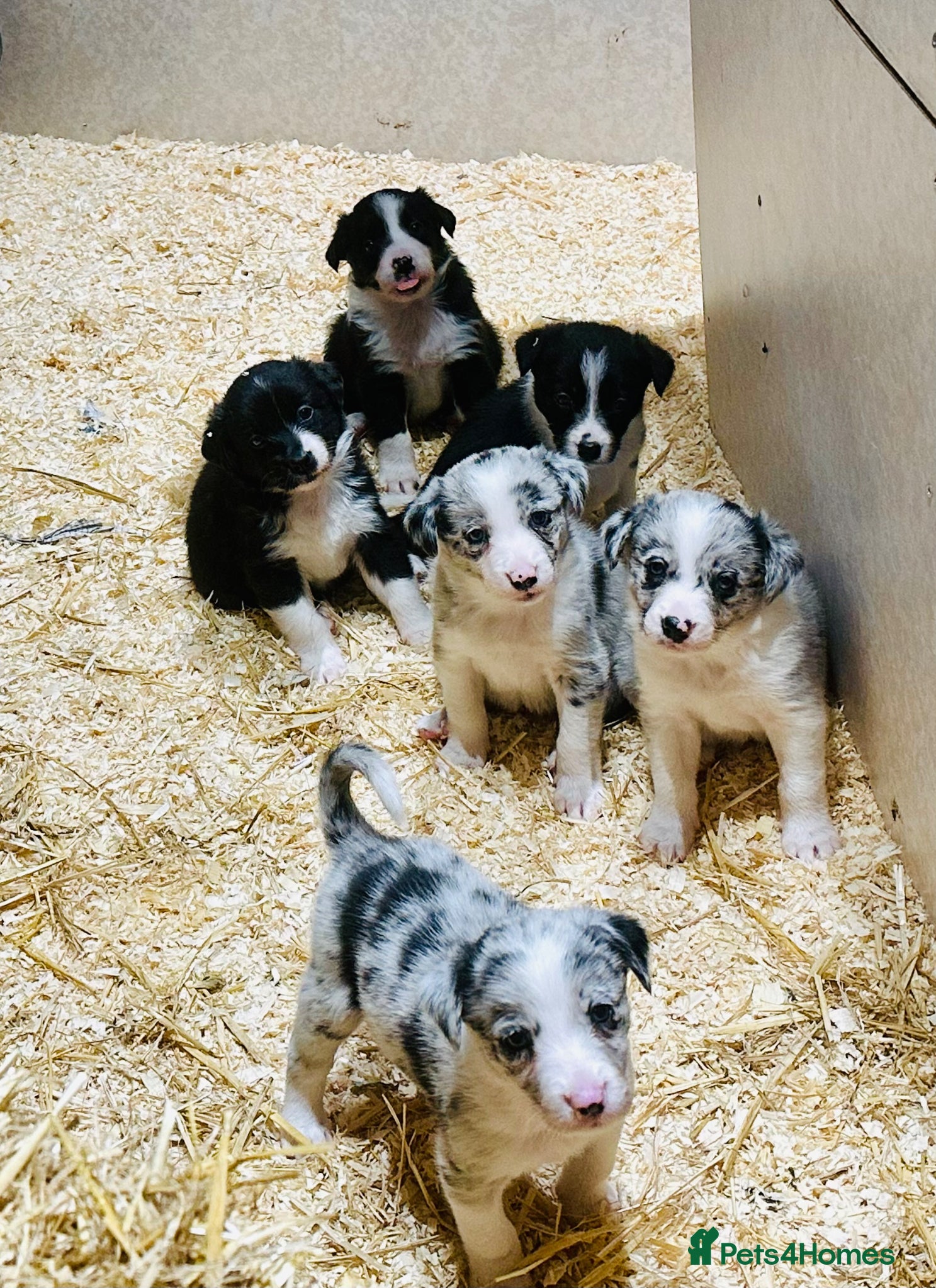 Border Collie dogs for sale: Beautiful Border Collie Puppies  - Advert 10