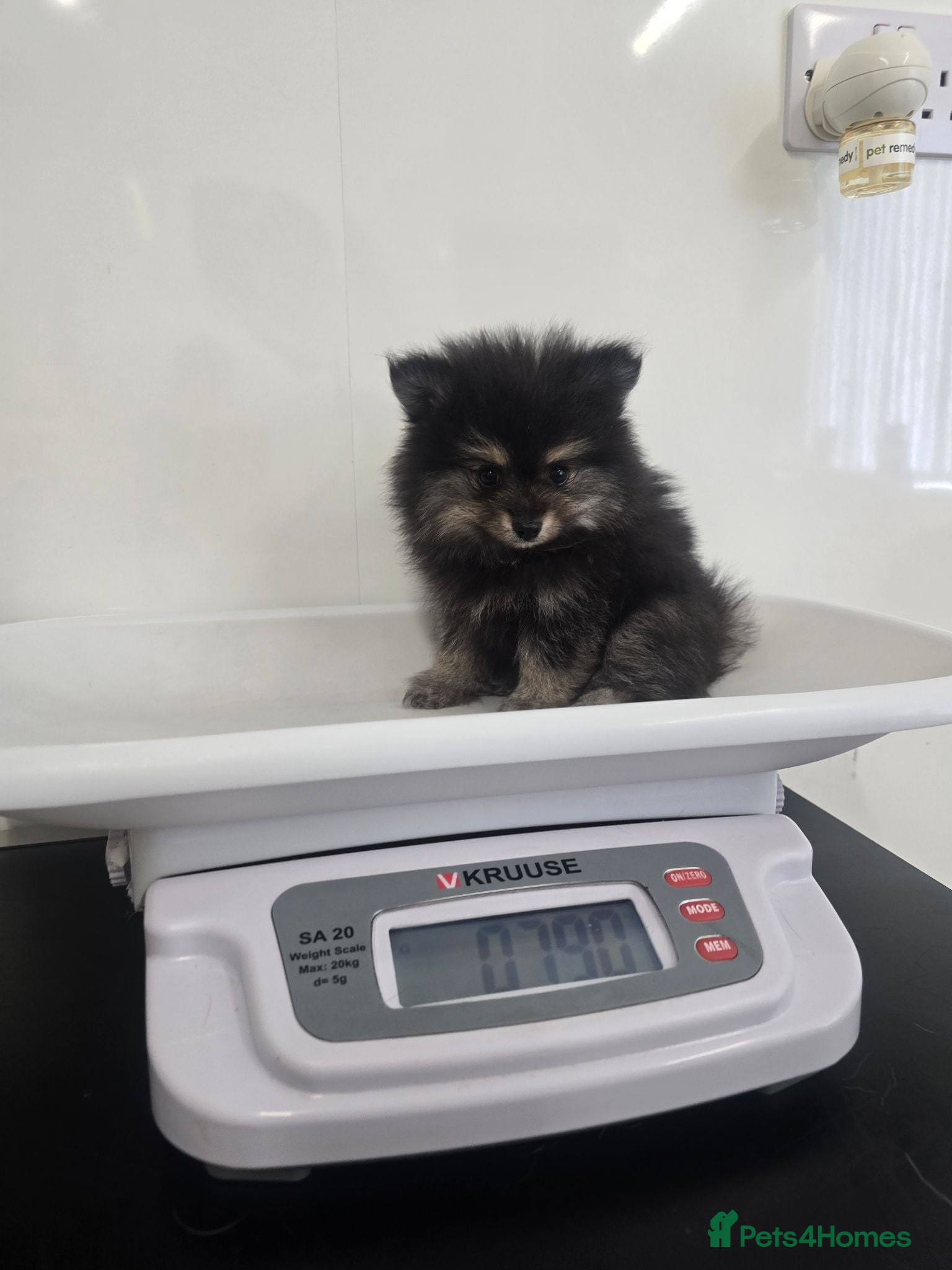 Pomeranian dogs Stunning minature poms, With cute teddy bear faces - Advert 2