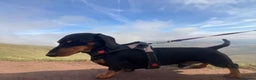 Miniature Dachshund dogs for stud: KC registered Miniature Dachshund Black and Tan - Advert 6