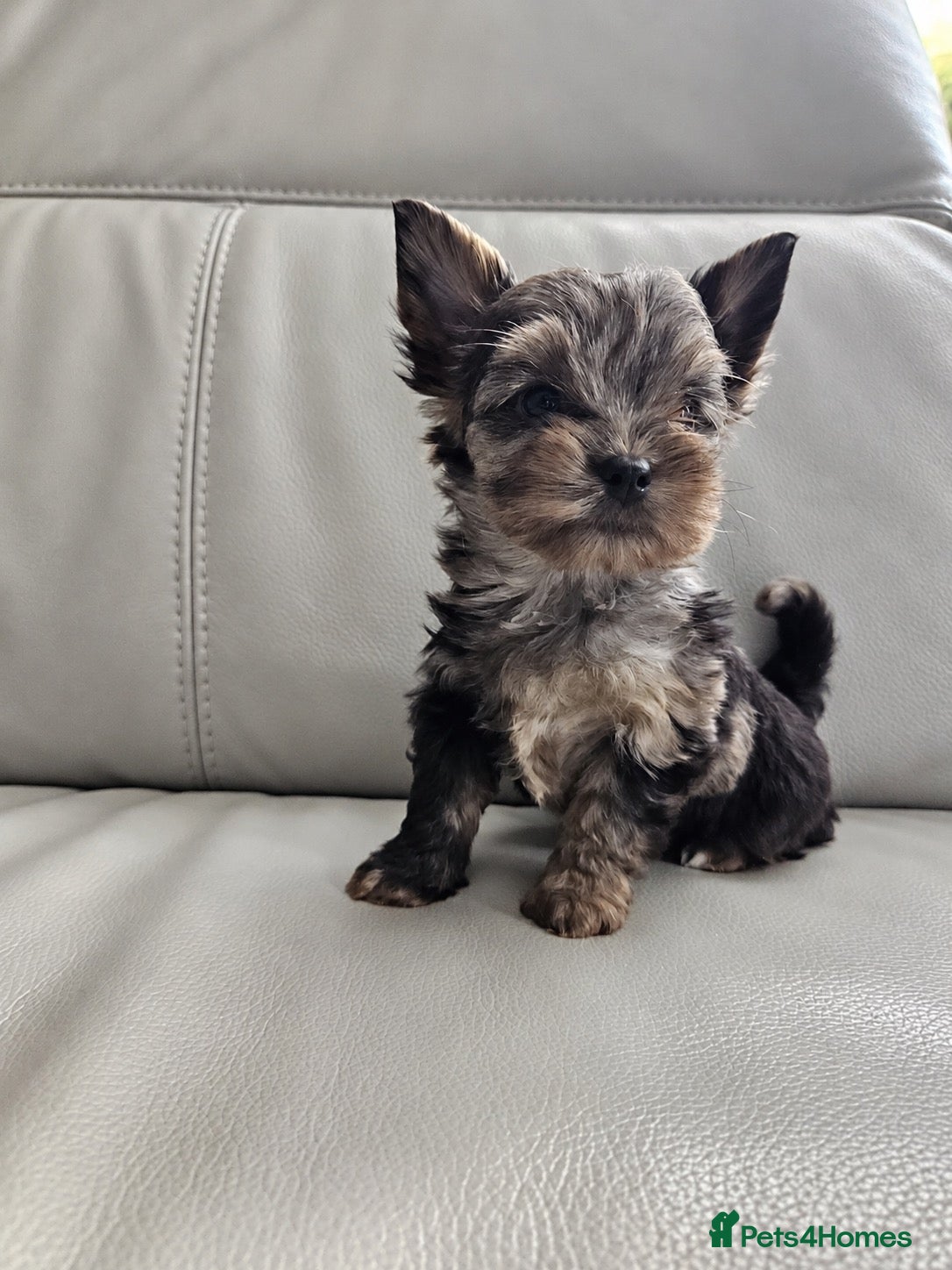 Yorkshire Terrier dogs Yorkshire terrier Merle ready to go  - Advert 11