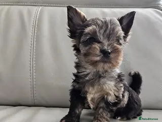 Yorkshire Terrier dogs Yorkshire terrier Merle ready to go - Advert 8