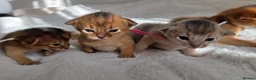 Abyssinian cats for sale: Beautiful Abyssinian Kittens – TICA Registered 🐾 - Advert 11