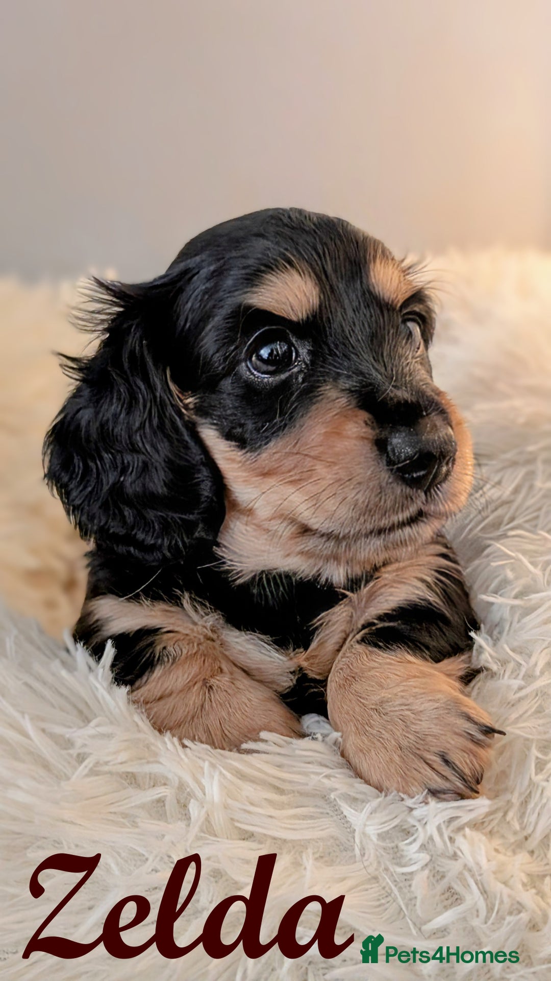 Miniature Dachshund dogs for sale: Miniature Longhaired Dachshunds - Image 2