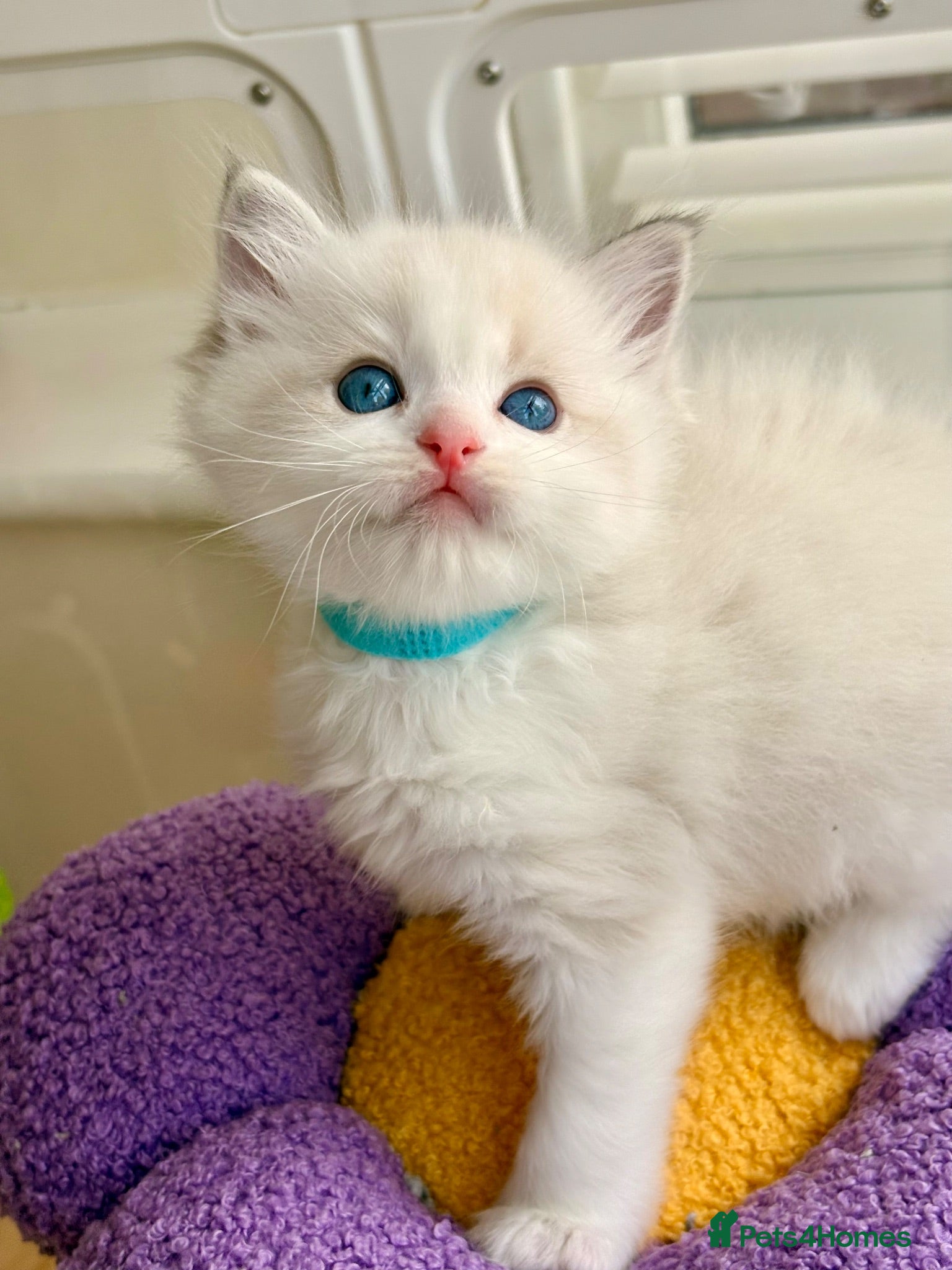 Ragdoll cats Gorgeous Tica registered ragdoll kittens - Advert 2