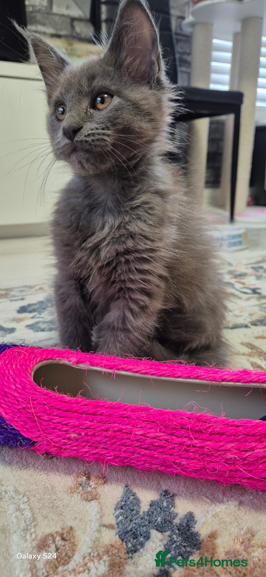Maine Coon cats for sale: Maine Coon kittens Glasgow  - Image 21
