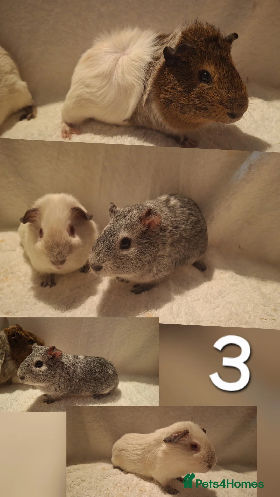 Guinea Pig rodents for sale: Gorgeous guinea pigs looking for new home 🏡  - Advert 4