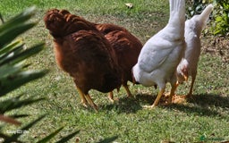 Hens poultry for sale:  FREE chickens 2 Rhode island Reds & 2 Leghorns - Image 1