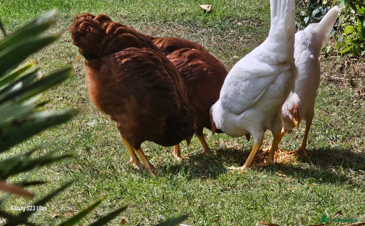 Hens poultry - Advert 1