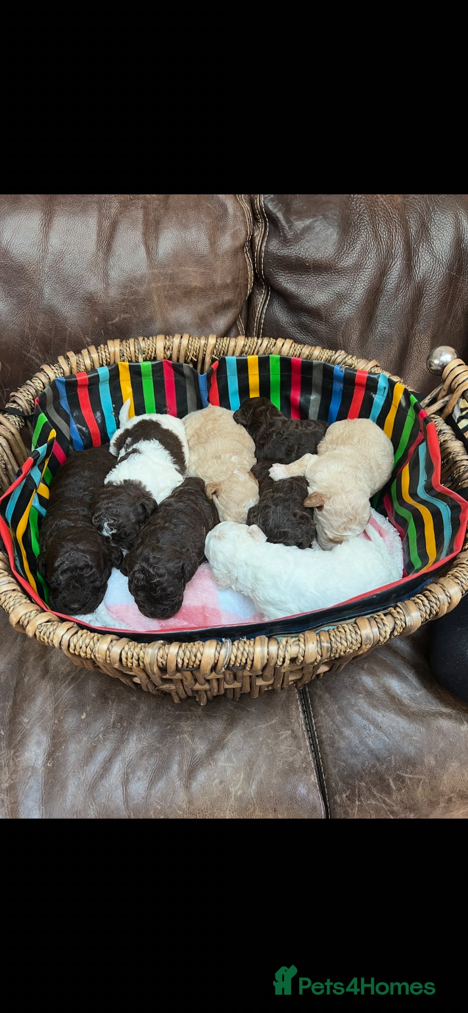 Lagotto Romagnolo dogs Quality lagotto romagnolo puppies for sale - Advert 1