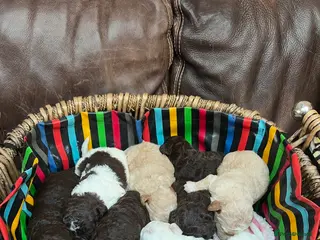 Lagotto Romagnolo dogs Quality lagotto romagnolo puppies for sale - Advert 1