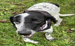 Mixed Breed dogs for adoption: Zara needs a loving home  - Advert 3