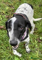 Mixed Breed dogs Zara needs a loving home - Advert 10