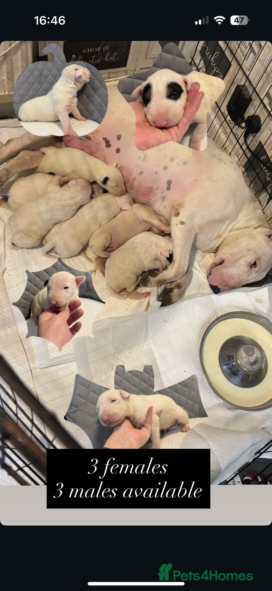 English Bull Terrier dogs for sale: English bull terrier  - Advert 1