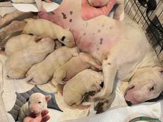 English Bull Terrier dogs English bull terrier - Advert 1