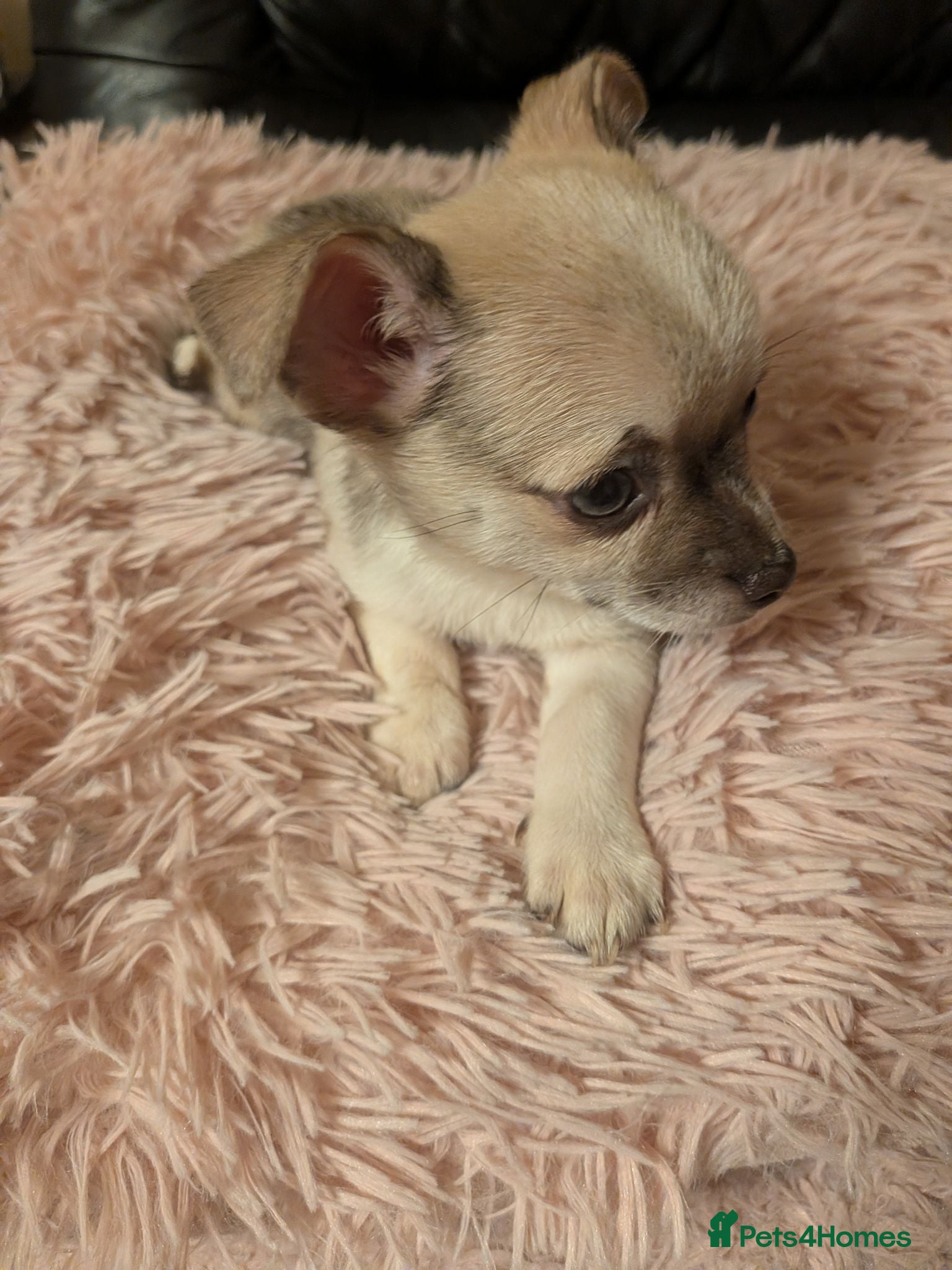 Chihuahua dogs Tiny Chihuahua for sale  - Advert 1