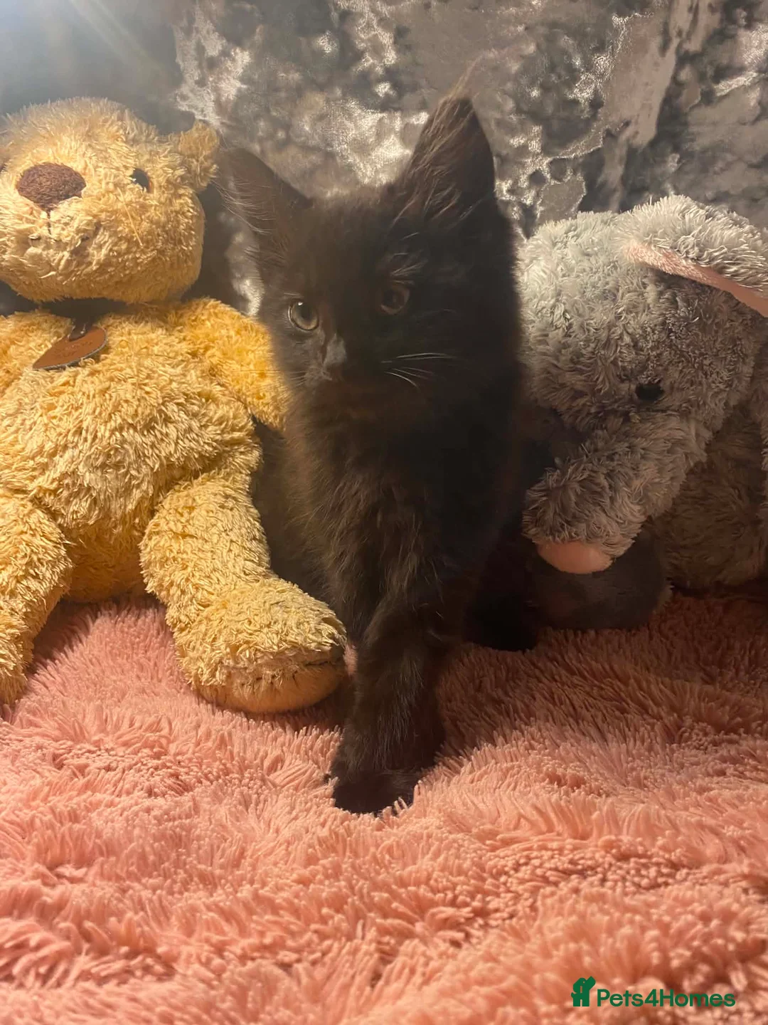 Mixed Breed cats for sale: 🐾Two beautiful kittens 🐾 - Advert 2