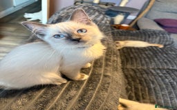Ragdoll cats for sale: Ready Now. Stunning GCCF Pure Bred Ragdoll kittens - Image 36