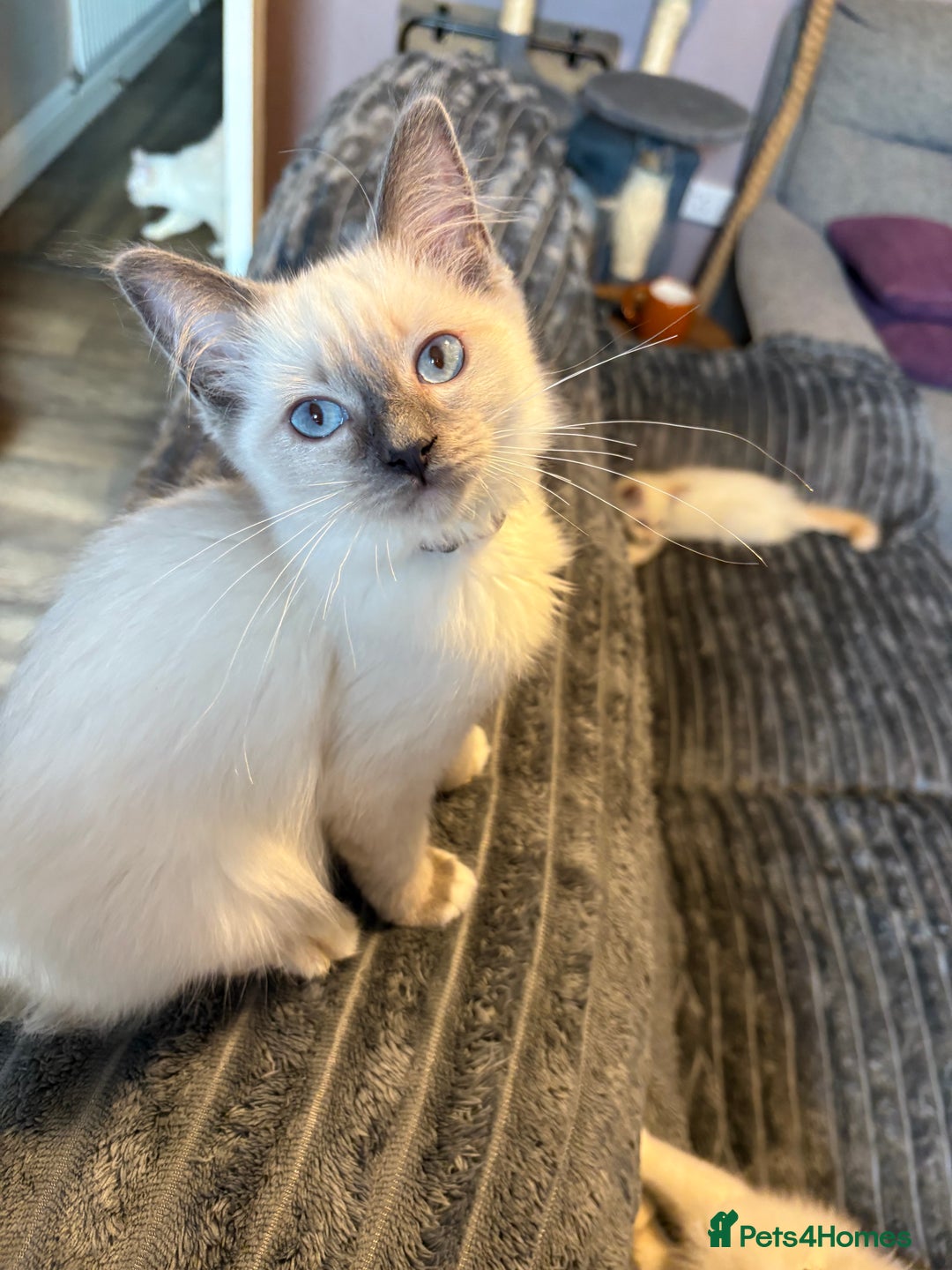 Ragdoll cats for sale: Ready Now. Stunning GCCF Pure Bred Ragdoll kittens - Image 36