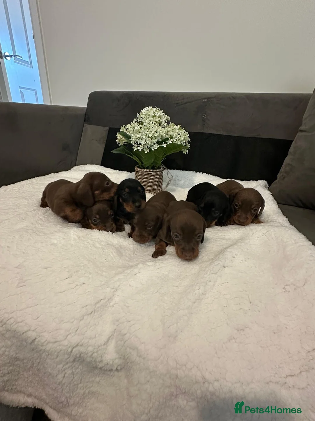 Miniature Dachshund dogs for sale: Beautiful Mini Dachshund Puppies 🐶🐾 - Advert 1