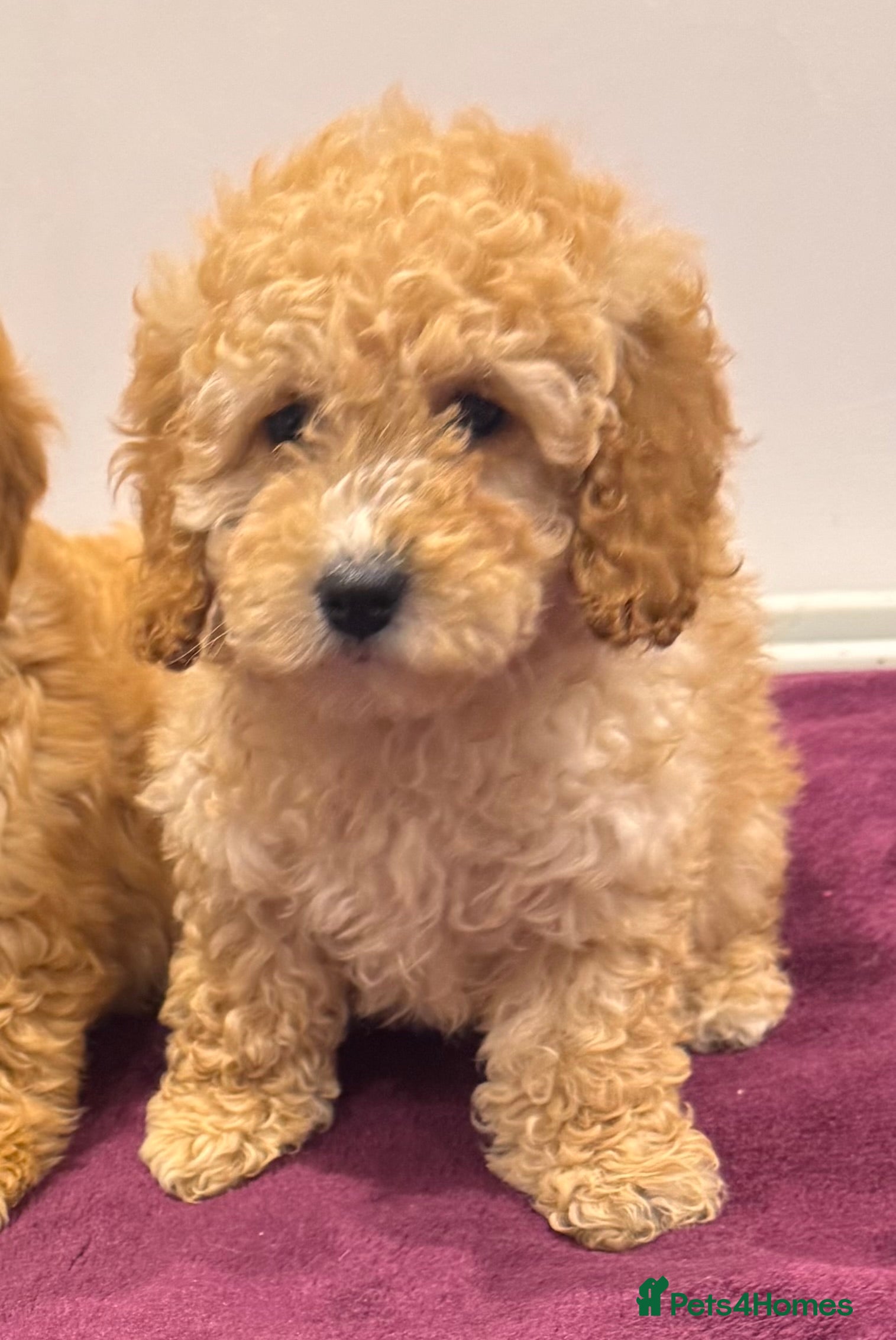 Cockapoo dogs  COCKAPOO PUPPIES  1 GIRL LEFT - Advert 2