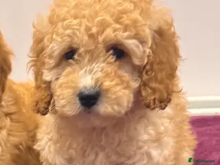 Cockapoo dogs COCKAPOO PUPPIES 1 GIRL LEFT - Advert 17