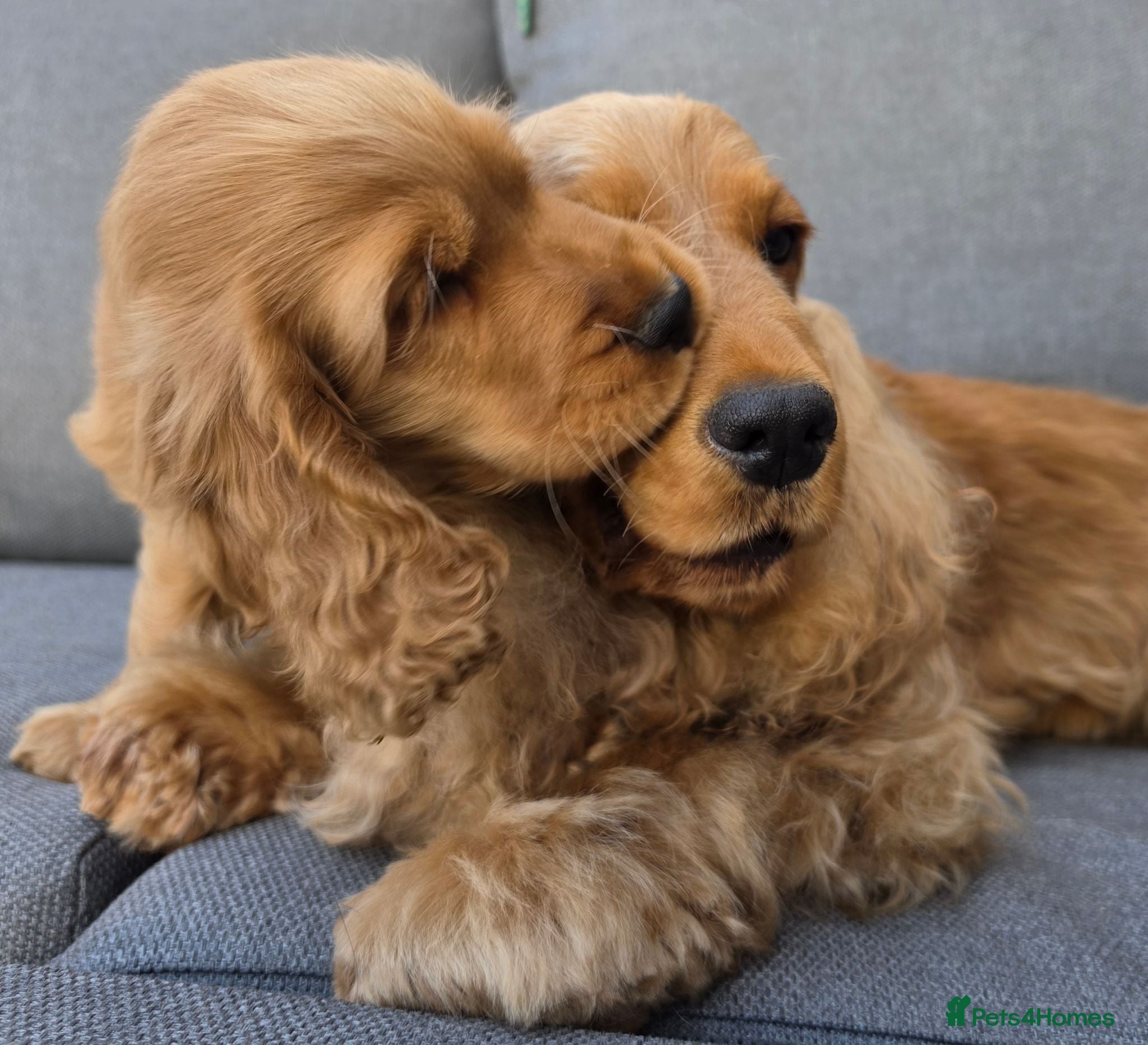 Cocker Spaniel dogs KC SHOW COCKER SPANIELS ( GENETIC TESTED PARENTS) - Advert 3