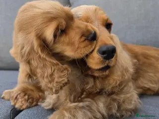 Cocker Spaniel dogs KC SHOW COCKER SPANIELS ( GENETIC TESTED PARENTS) - Advert 3