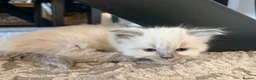 Ragdoll cats for sale: Blue/lilac Ragdoll babies - Advert 12