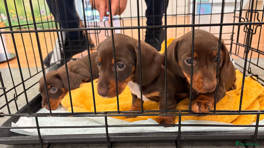 Miniature Dachshund dogs for sale: ⭐️🐾✨PLEASE READ-MINIATURE DACHSHUND PUPPIES✨🐾⭐️ - Image 24