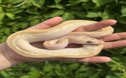Python Snake reptiles for sale: Baby Ball Pythons  - Image 1