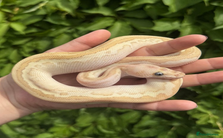 Python Snake reptiles - Advert 1