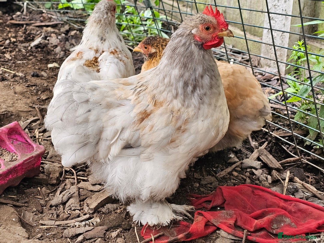 Chickens poultry for sale: ** Stunning friendly Pekin Cockerals available **  - Image 15