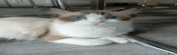 Ragdoll cats for sale: 4 pure ragdoll kitten ready to leave🐾 - Advert 7
