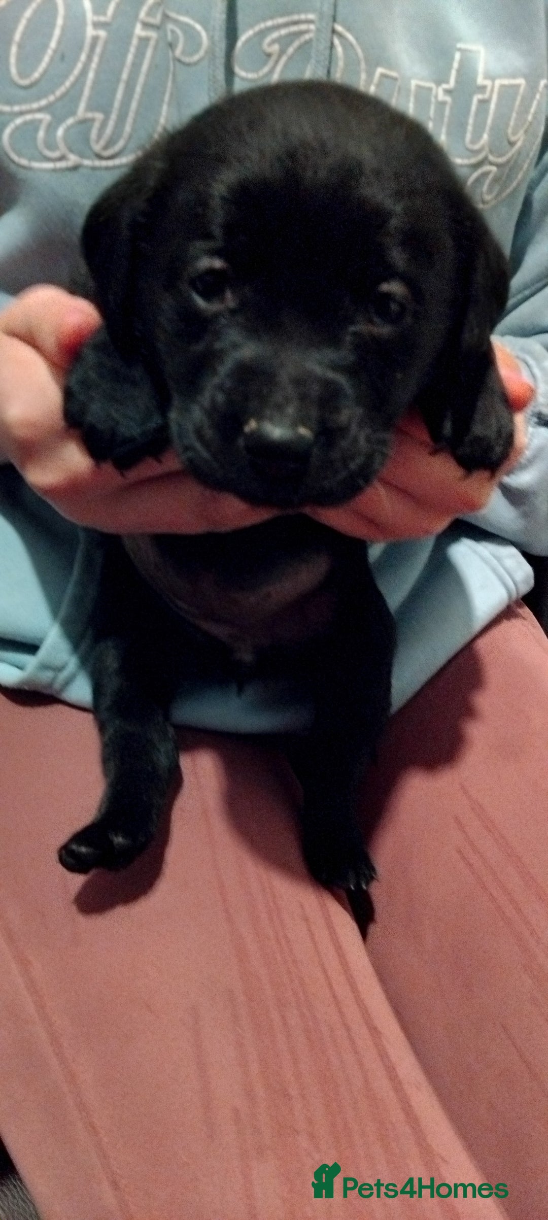 Labrador Retriever dogs for sale: Gorgeous KC registered Labrador puppies  - Advert 4