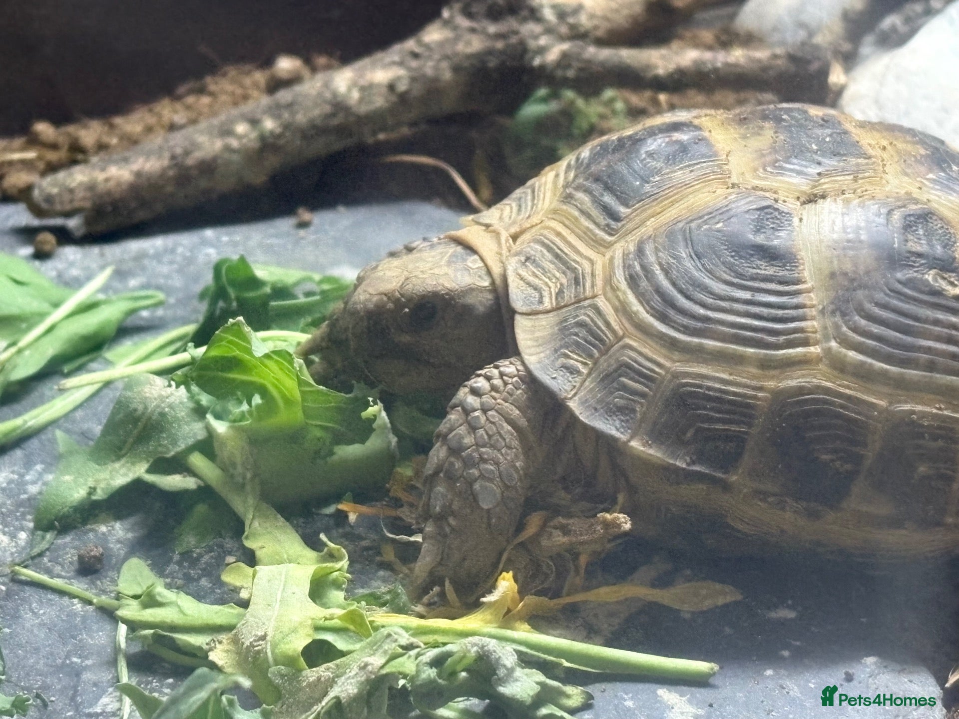Tortoise reptiles Female Horsefield tortoise  - Advert 1
