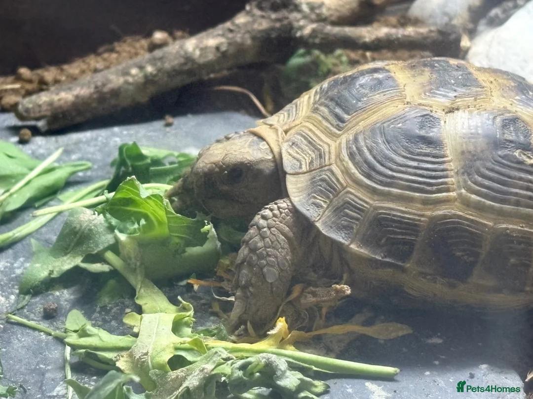 Tortoise reptiles for sale: Female Horsefield tortoise  in Thame - Advert 1