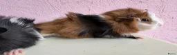 Guinea Pig rodents for sale: Gorgeous pair of baby piggies  - Advert 3