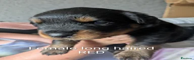 Rottweiler 5
