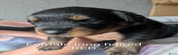 Rottweiler dogs for sale: Long and short hair chunky rotties  - Advert 3