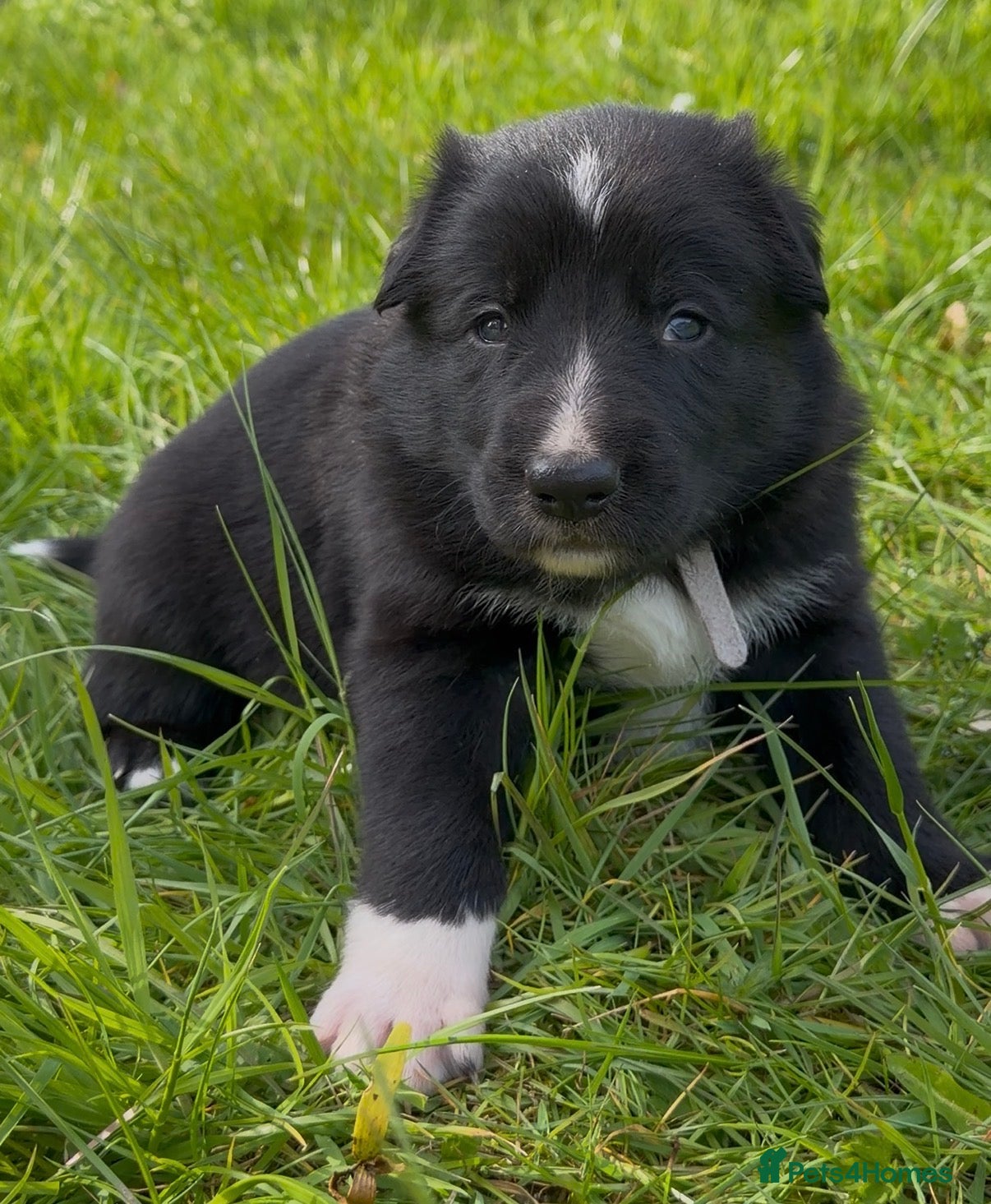 Mixed Breed dogs Beautiful Shollie pups - Advert 2