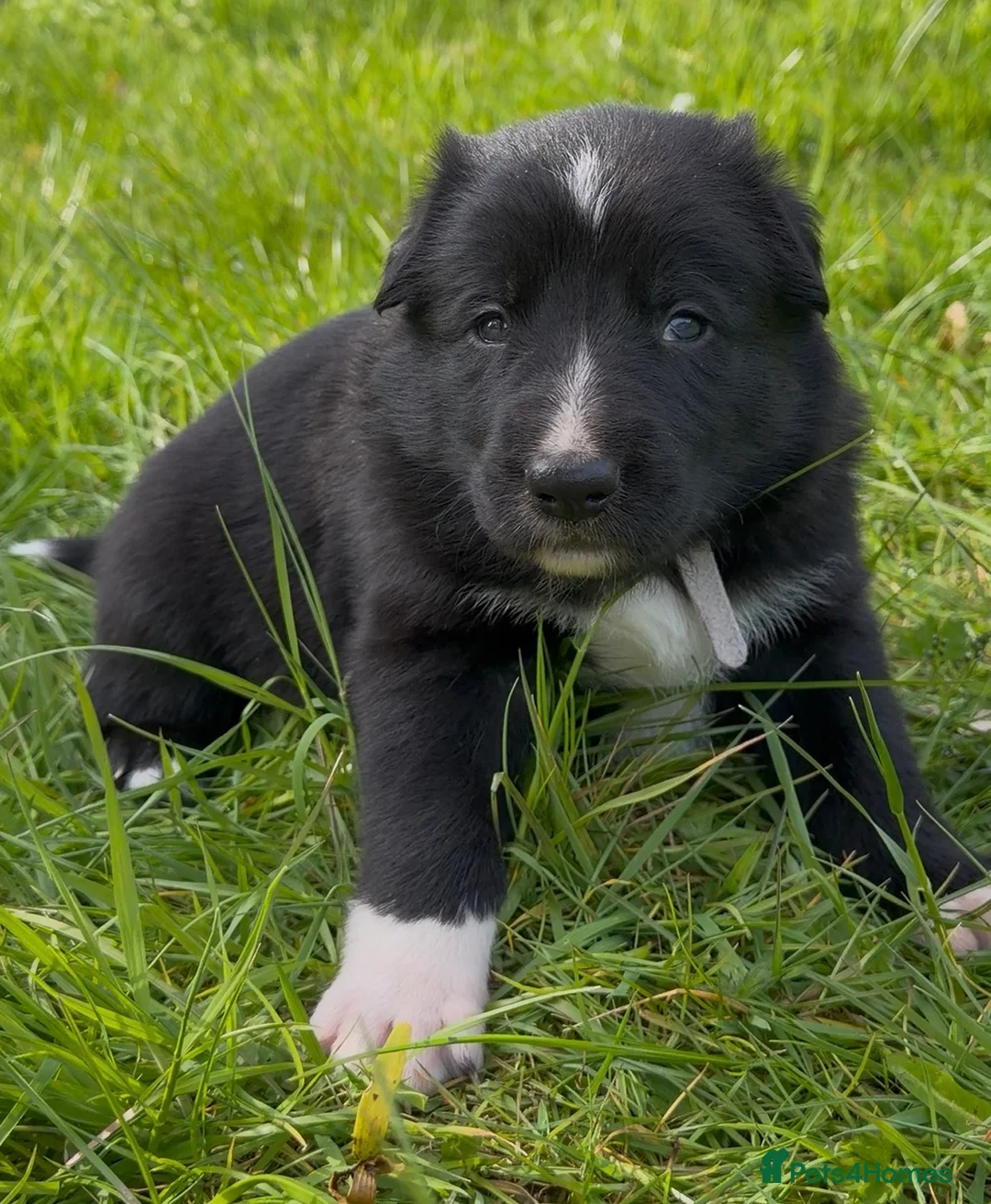 Mixed Breed dogs for sale: Beautiful Shollie pups - Advert 1