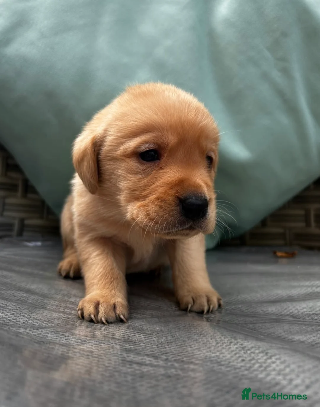 Labrador Retriever dogs for sale: Kc Labrador retriever  in Worcester - Advert 2