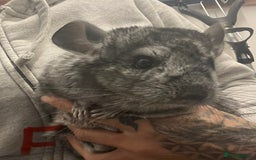 Chinchilla rodents for sale: Chinchilla kits (Dorset) - Image 6