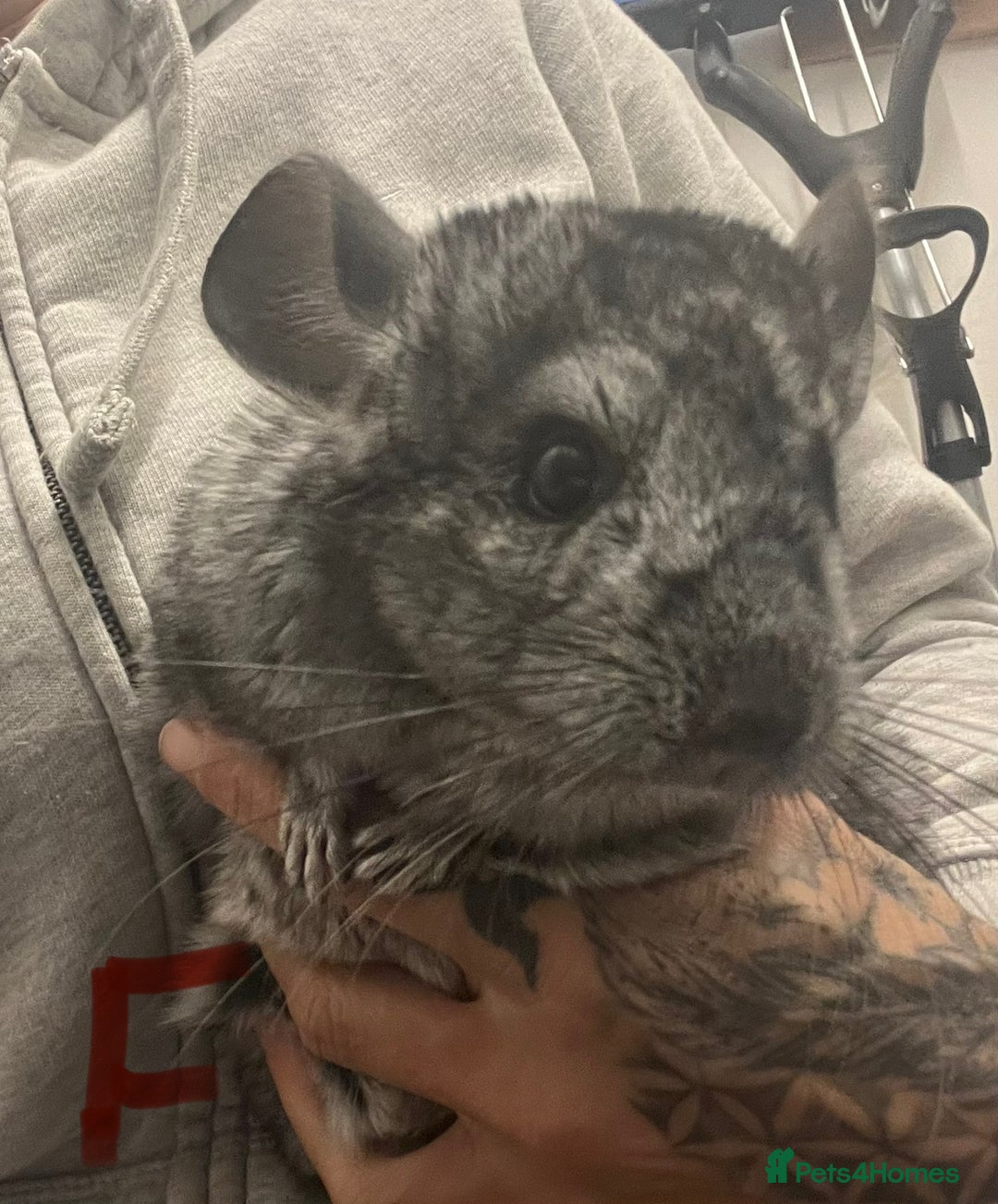 Chinchilla rodents for sale: Chinchilla kits (Dorset) - Image 6